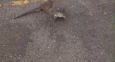 Kumla’da su samurunu elleriyle beslediler