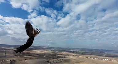 Çekim yapan dron şahinin radarına takıldı