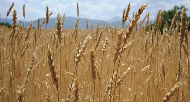 Dünyada artan talep hububat üretimini 62 milyon ton yükseltecek