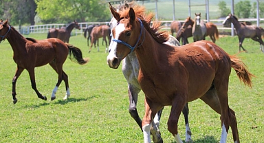 Caş'ın torunları, 'Baba Mevlüt'ün oğulları milyonluk taylar 19 Haziran'da podyuma çıkıyor