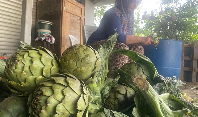 Enginar bıçakçılarında hasat yoğunluğu