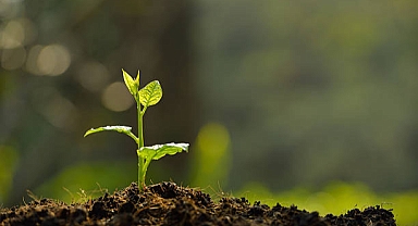 Bursa'da havai fişek atanlara ders niteliğinde ceza: 50'şer ağaç dikecekler