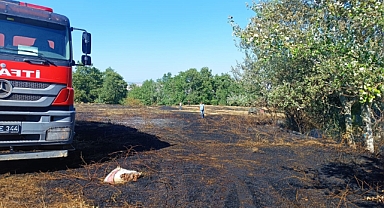 Bursa'da orman yangını