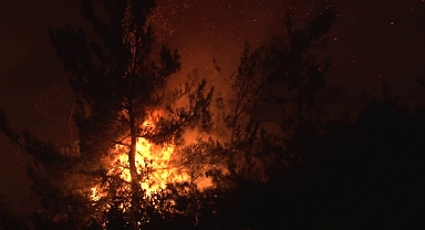 Bursa'daki yangından etkilenen hayvanlar böyle kurtarıldı