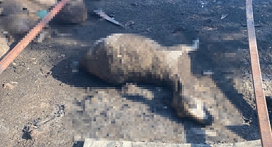 Çanakkale’de çıkan orman yangınında damlar yandı, hayvanlar telef oldu