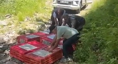 Kene ile mücadele timleri doğaya salındı