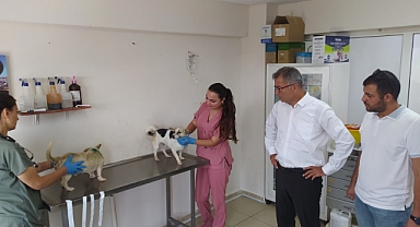 Orman yangınlarından etkilenen hayvanlara belediye şefkati