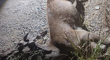 Ormandan çıkan geyik, telef oldu