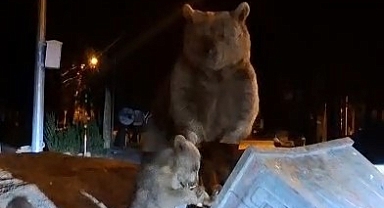 Uludağ’da aç kalan ayılar çöplere dadandı