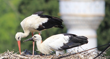 Yaren leyleği kıskandıracak Leylek Köyü