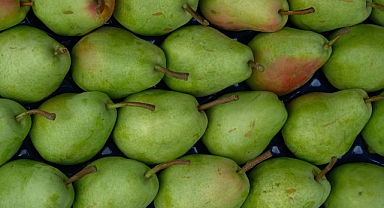 Avrupa armudu İtalya'dan değil Bursa'dan yiyor