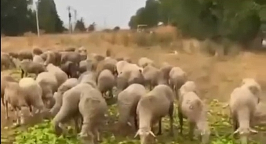 Biber isyanı değil, atık ürün gerçeği