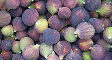 Bursa Siyahı İncirde Hasat Başladı