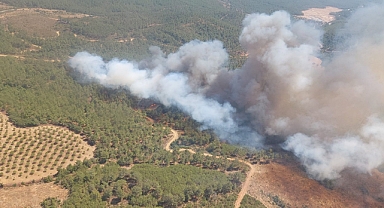 Çanakkale'de orman yangını