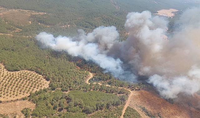 Çanakkale'de orman yangını
