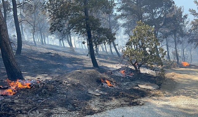 Çanakkale'de ormanlık alana sıçrayan yangında villalar yandı