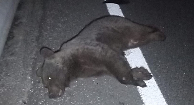 İnegöl'de otomobilin çarptığı ayı telef oldu