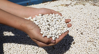 İnegöl tarlalarında Kuru fasulye hasat makinesi mesaiye başladı