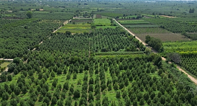 Kestel, Türkiye'nin süs bitki ihtiyacının %60'ını karşılayarak fuara hazırlanıyor