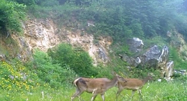 Kızıl geyikleri fotokapan görüntüledi