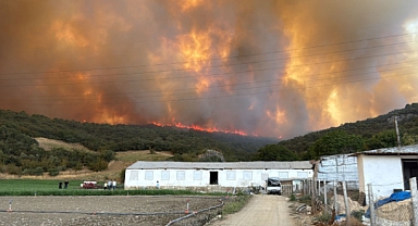 Orman yangınındaki alevler, hayvan çiftliklerine doğru ilerliyor