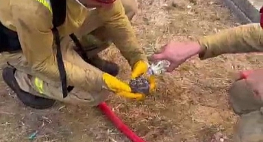 Yangından kurtarılan yaralı kirpiye orman işçileri su içirdi