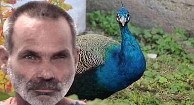 ABD'de Komşunun Tavus Kuşlarını Öldürüp Yiyen Adam Yargılanacak