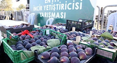 Bursa'da incir festivali heyecanı yaşanacak