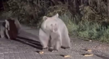 Bursa Uludağ'da Anne Ayı ve Yavruları Vatandaşların Karşısına Çıktı