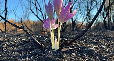 Bursa Yenişehir'de Yangın Sonrası Açan Güz Çiğdemi Umut Oldu