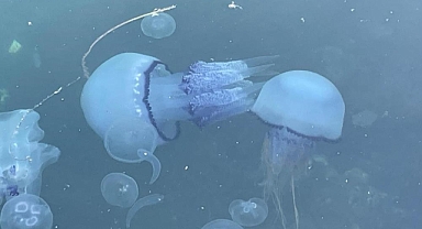 Gemlik Körfezi'nde Binlerce Denizanası Bir Gecede Öldü