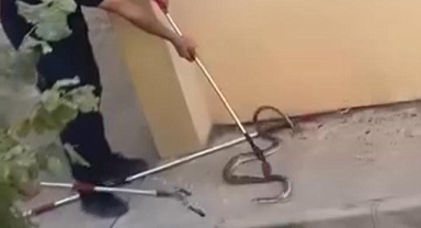 Konut bahçesinde 1,5 metre uzunluğunda yılan görüldü