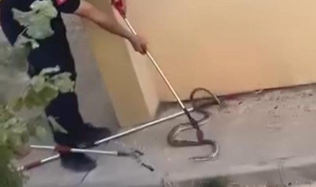Konut bahçesinde 1,5 metre uzunluğunda yılan görüldü