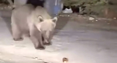 Uludağ'da Vatandaşlar Koca Ayıya Ekmek Verdi