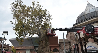 346 Yıllık Ulu Çınar Geleceğe Taşınıyor