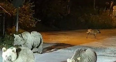 Bursa'da Dağcılar Anne Ayı ve Yavrularıyla Karşılaştı