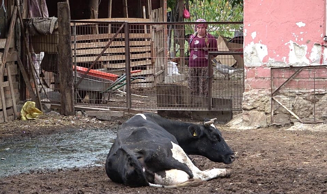 Bursa'da Şap Hastalığı Koyun ve Kuzuları Vurdu: Besiciler Zararlarını Talep Ediyor
