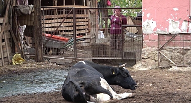 Bursa'da Şap Hastalığı Koyun ve Kuzuları Vurdu: Besiciler Zararlarını Talep Ediyor