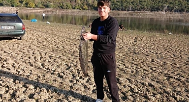 Bursa İnegöl Boğazköy Barajı'nda Dev Yayın Balıkları Görüldü