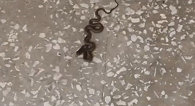 Karacabey'de Okul Koridorunda Yavru Yılan Paniği