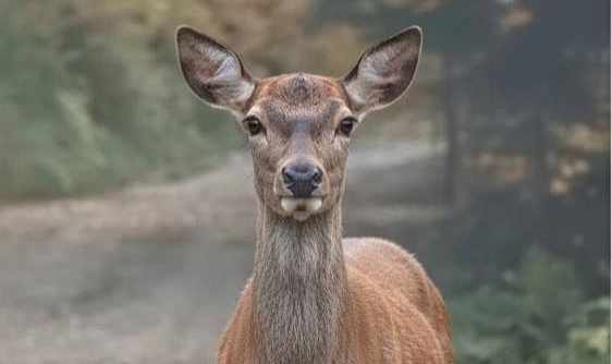 Kızıl Geyik Fotokapanda Öğle Yemeği Molasında