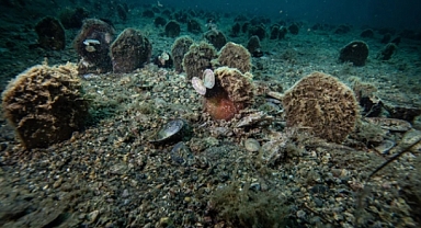 Marmara'da Pina Sayısı Artıyor