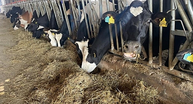 TÜSEDAD Başkanı Doğru: Şap ve Üç Gün Hastalığı Et Fiyatlarını Düşürdü