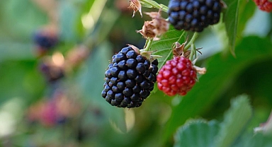 Bursa Büyükşehir Belediyesi Fide ve Fidan Desteği İçin Son Başvuru 30 Kasım