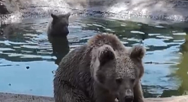 Bursa Ovakorusu'ndaki Ayılar Kış Uykusu Öncesi Güneşli Günlerin Tadını Çıkarıyor