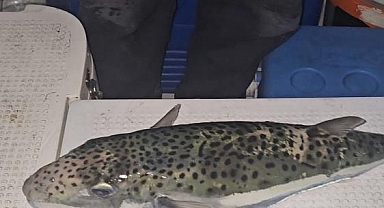 Gemlik Körfezi'nde Tehlikeli Benekli Balon Balığı Alarmı
