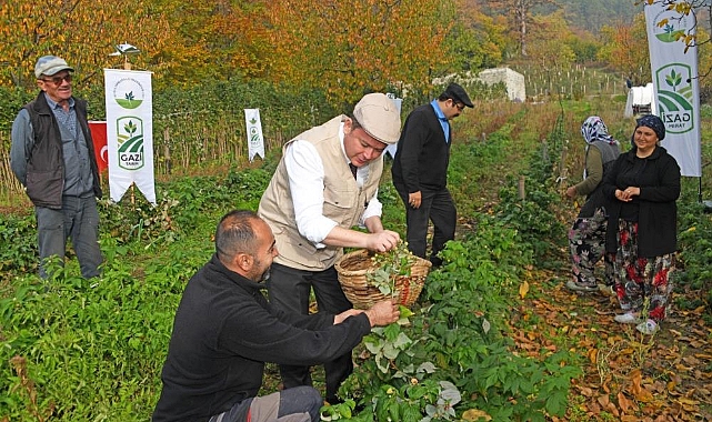 Osmangazi Belediyesi Ahududu Hasadına Başladı