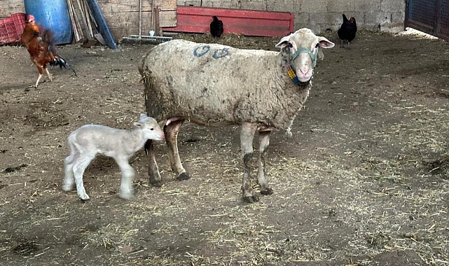 Prof. Dr. Sezgin Şentürk: