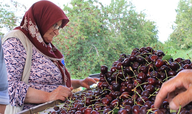 Türkiye Dondurulmuş Gıdada Dünya Pazarında Hızla Yükseliyor