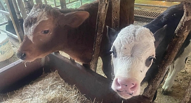 USDA: Türkiye'de buzağı kayıpları canlı hayvan ithalatı kadar yüksek